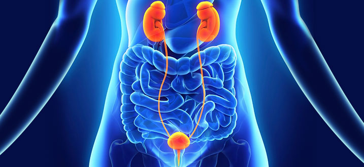 Genitourinary system