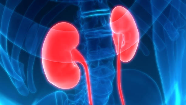 genitourinary system kidneys