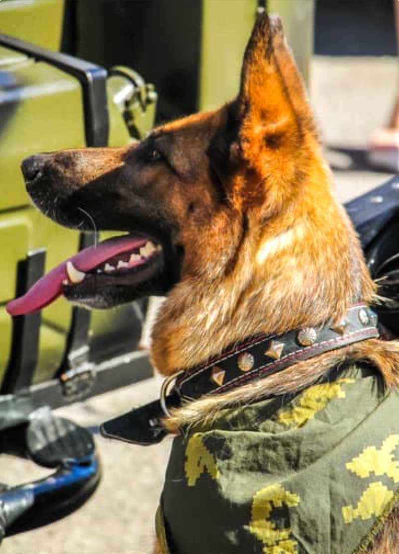 Dog wearing collar and scarf